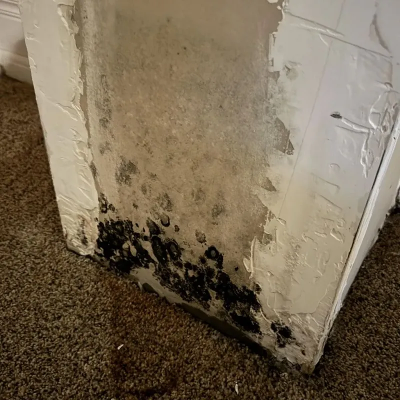 Professional Mold Removal in Antrim, NH